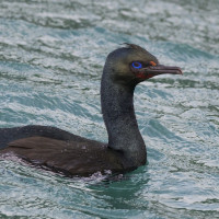 Stewart Island Shag